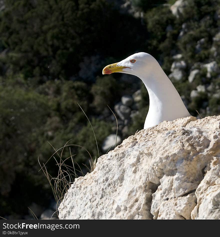 Bird, Beak, Fauna, Seabird