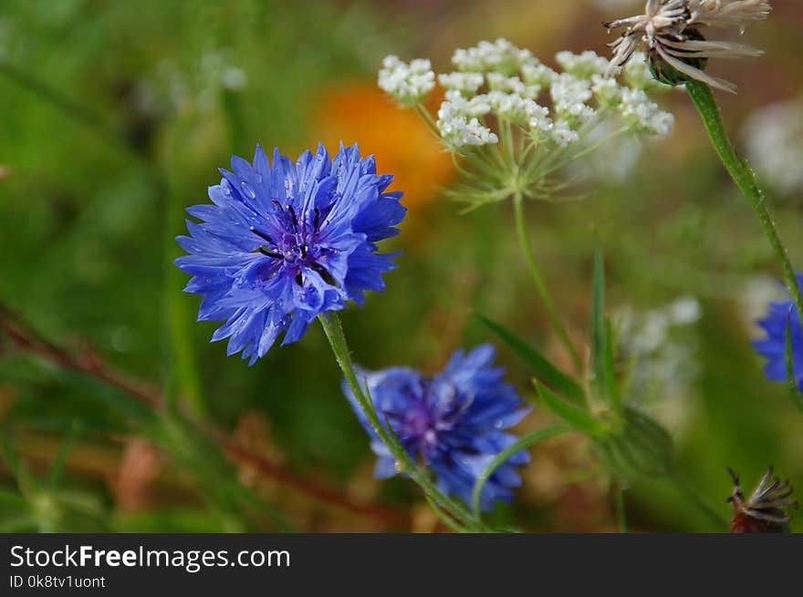 Flower, Flora, Plant, Wildflower