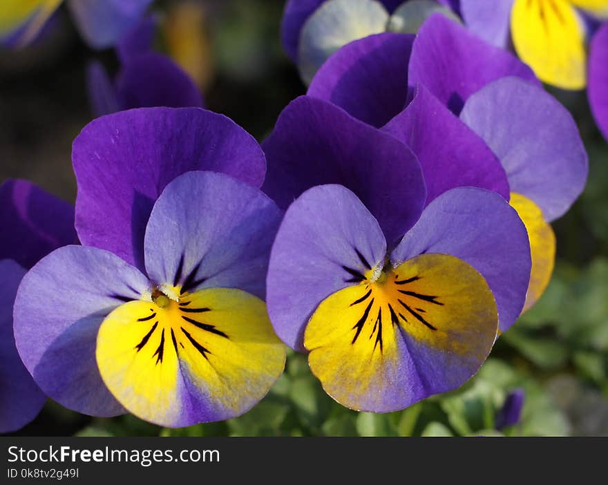 Flower, Flowering Plant, Plant, Purple