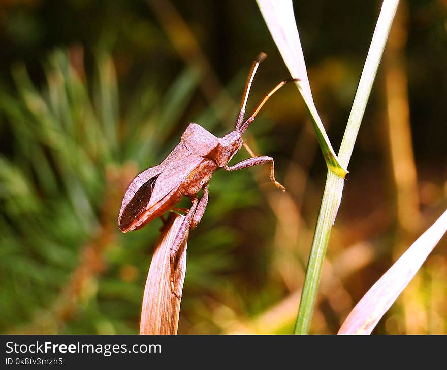 Insect, Flora, Leaf, Moth