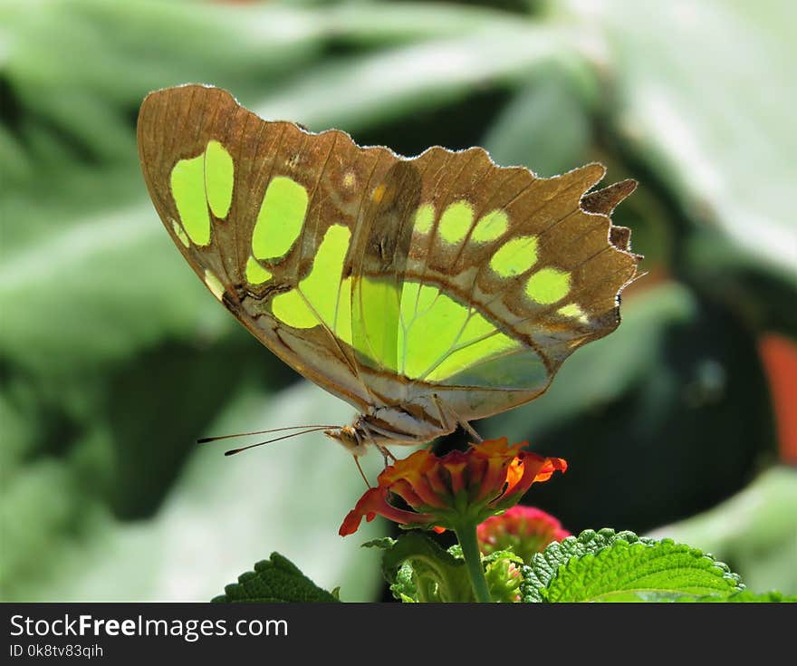 Butterfly, Moths And Butterflies, Insect, Brush Footed Butterfly