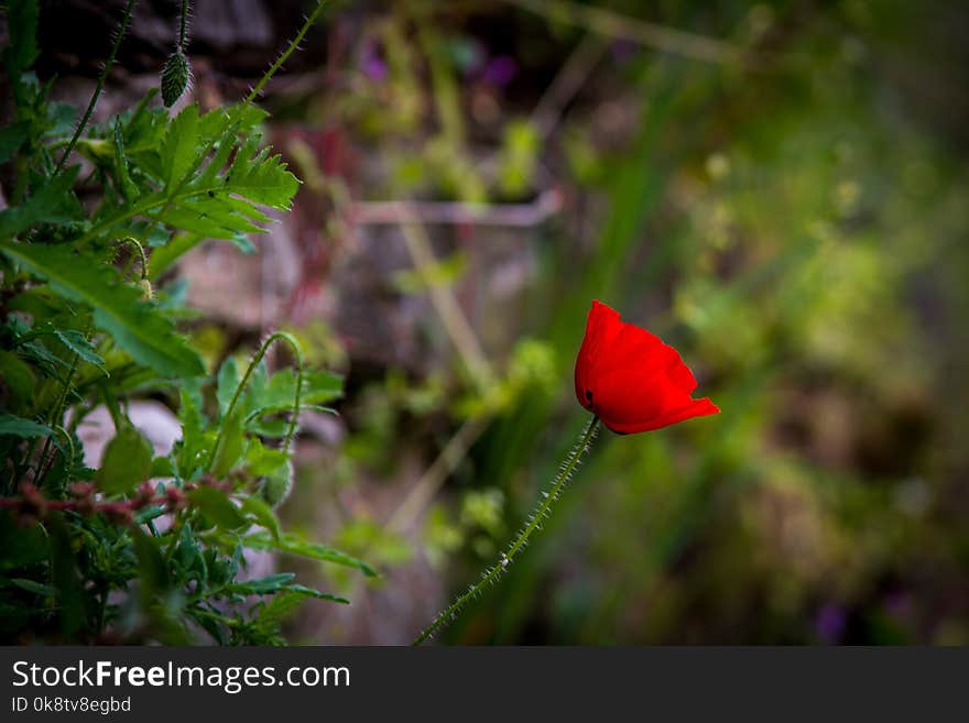 Flower, Vegetation, Wildflower, Flora