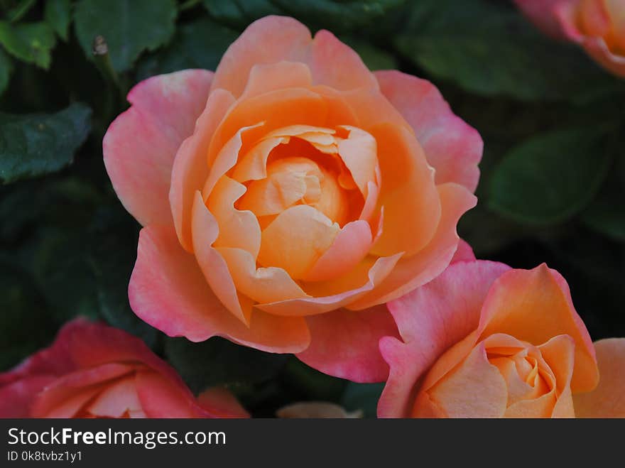 Rose, Flower, Rose Family, Floribunda