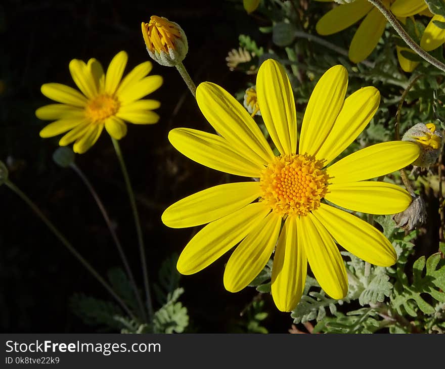 Flower, Yellow, Flora, Plant