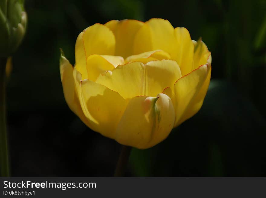 Flower, Yellow, Wildflower, Plant