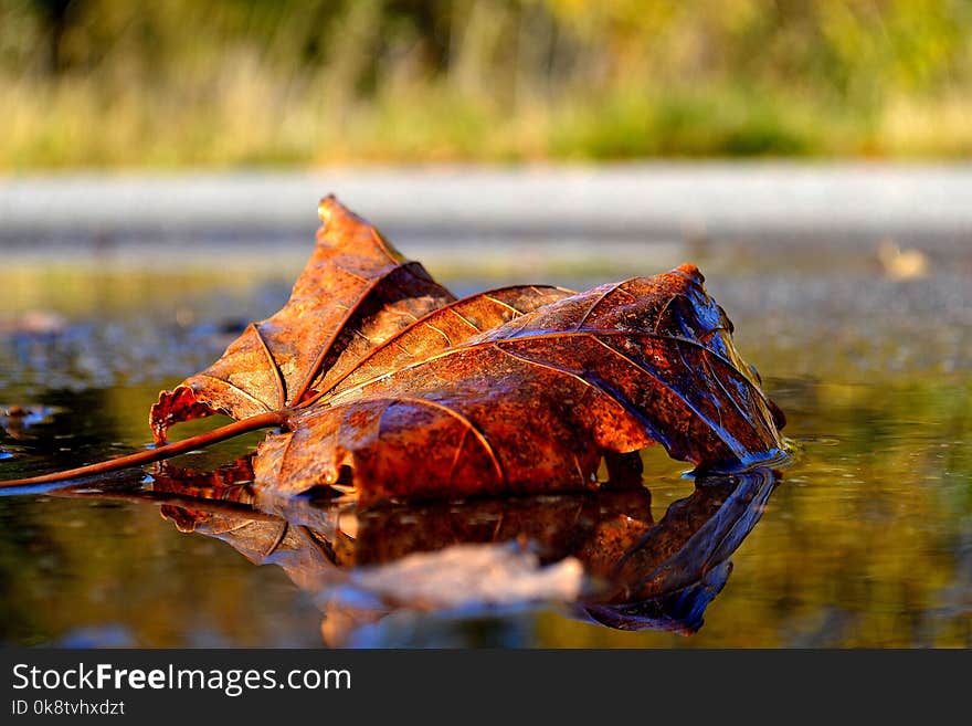 Leaf, Autumn, Water, Maple Leaf