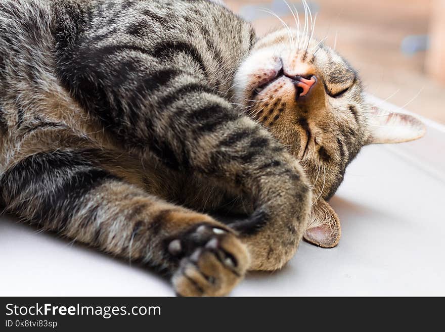 Street cat isolate on background