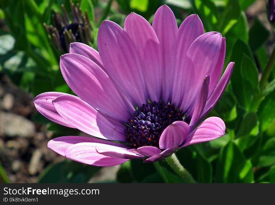 Flower, Flora, Purple, Plant