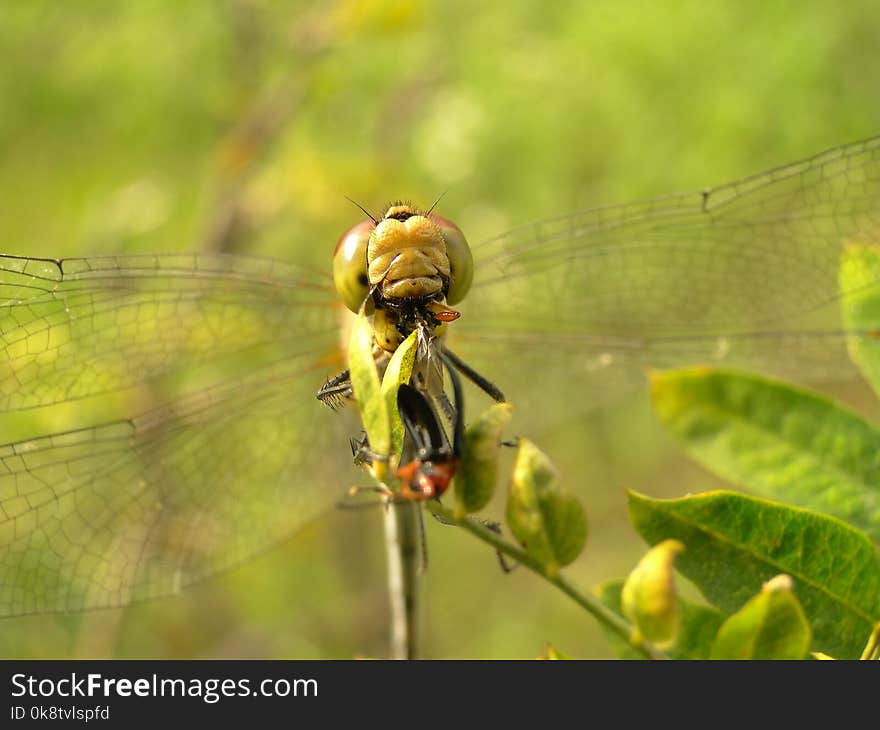 Insect, Dragonfly, Dragonflies And Damseflies, Invertebrate