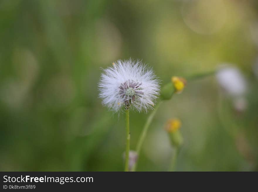 Flower, Flora, Plant, Dandelion