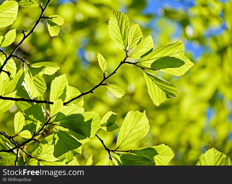 Leaf, Branch, Vegetation, Tree