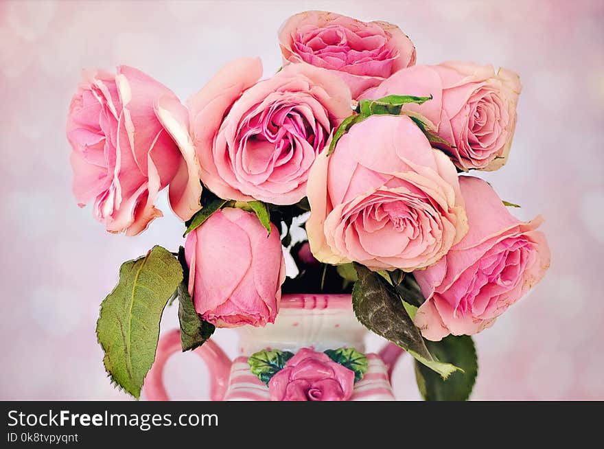 Flower, Rose, Garden Roses, Pink