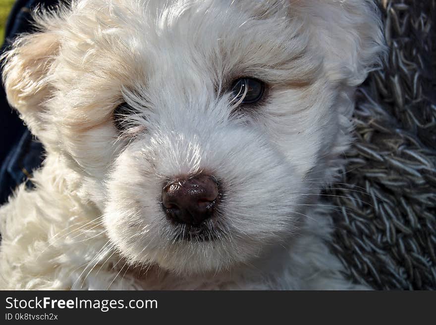 Dog Like Mammal, Dog, Dog Breed, Maltese