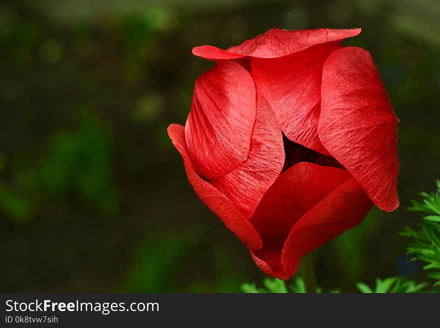 Flower, Red, Rose Family, Flora