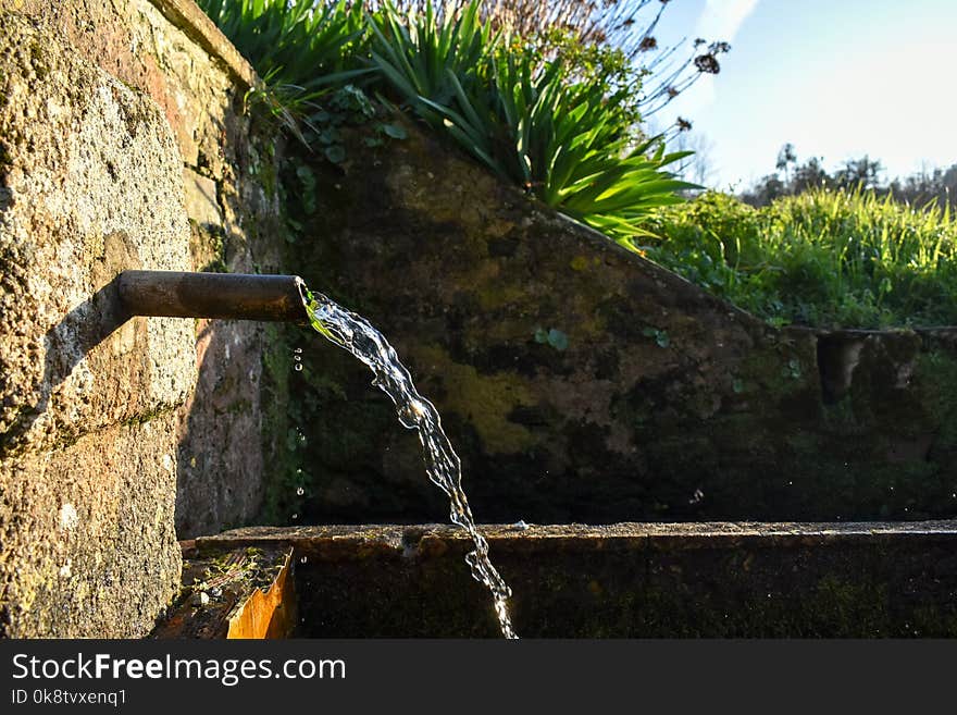 Water, Plant, Grass, Grass Family