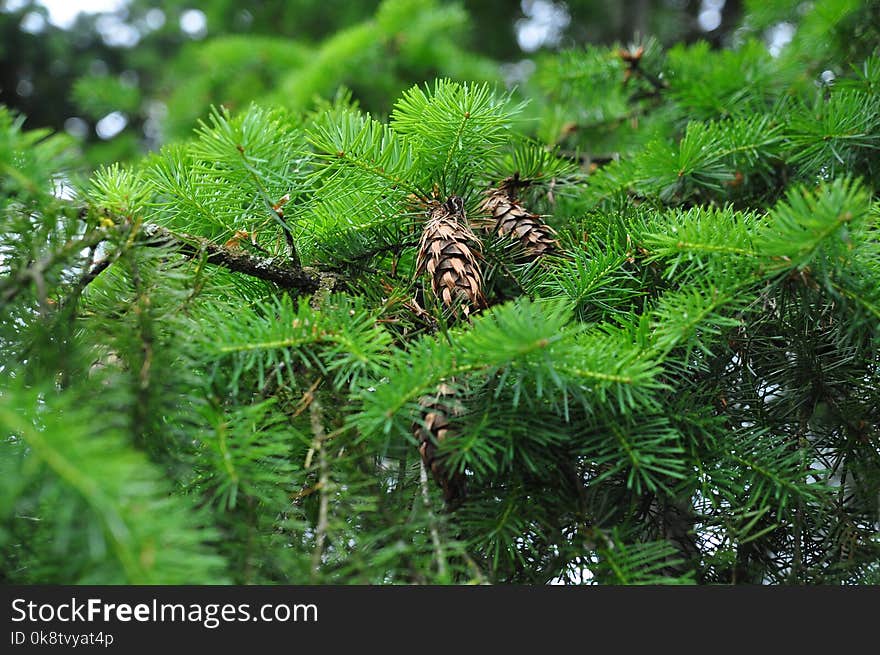 Ecosystem, Pine Family, Vegetation, Spruce