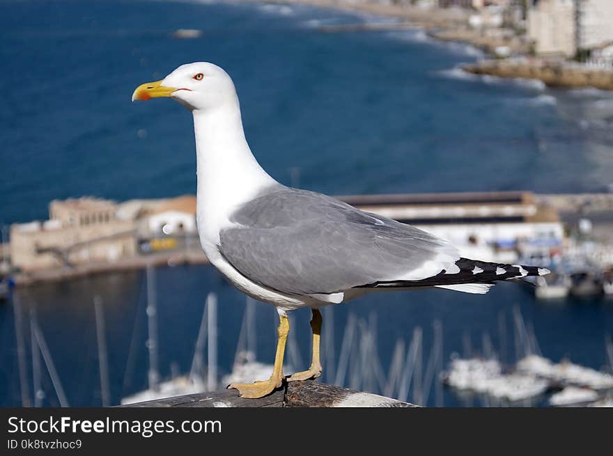 Bird, Gull, Seabird, Beak