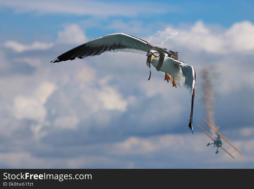 Bird, Sky, Flight, Atmosphere Of Earth