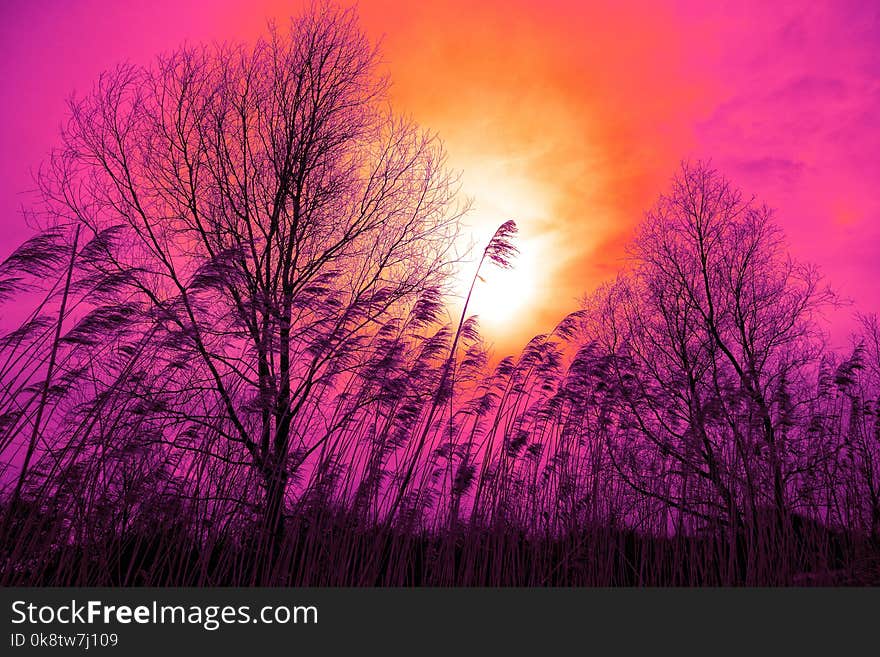 Sky, Nature, Pink, Purple