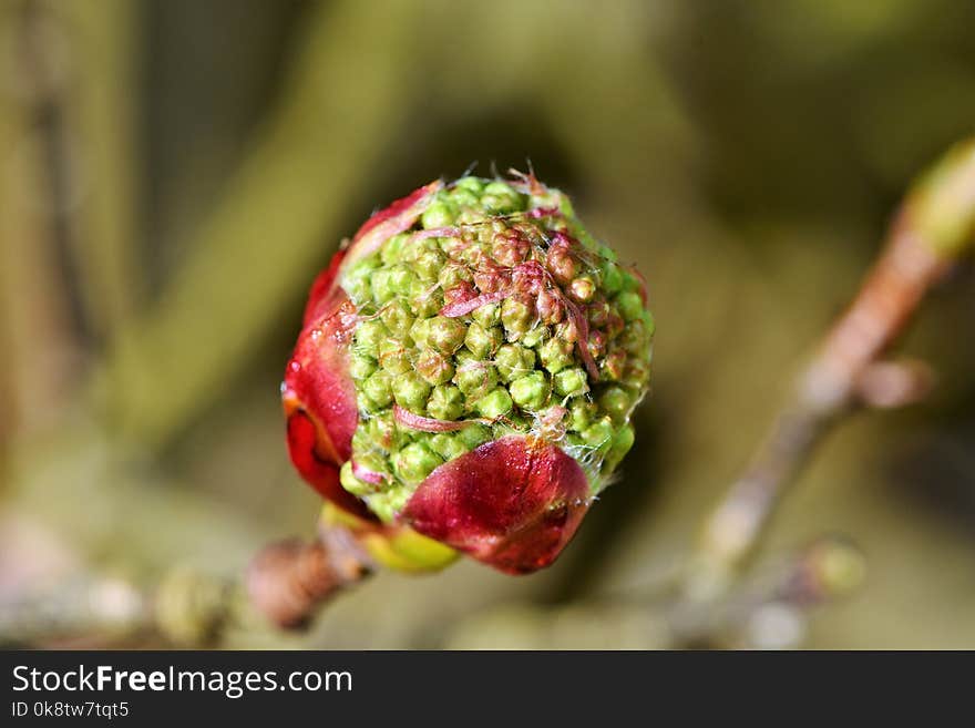 Fruit, Close Up, Spring, Macro Photography