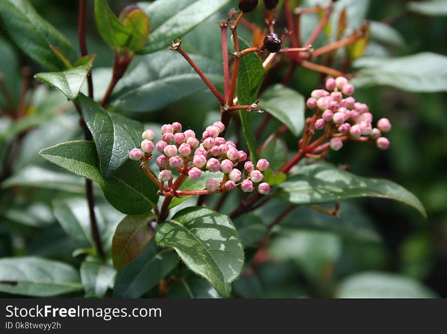 Plant, Heteromeles, Pistacia Lentiscus, Viburnum