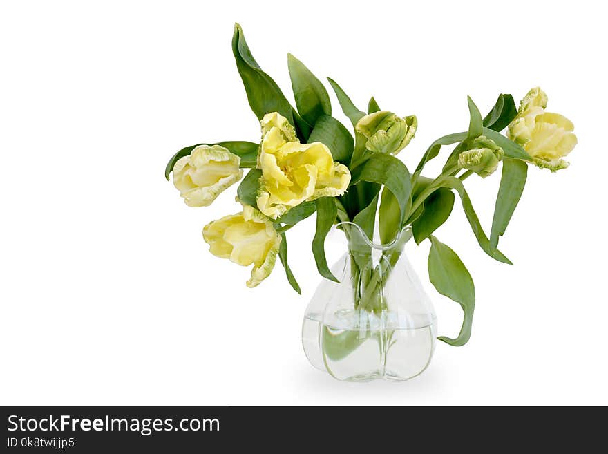 Flower, Yellow, Plant, Flowering Plant