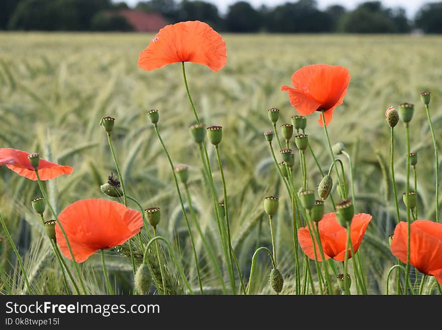 Flower, Field, Wildflower, Coquelicot