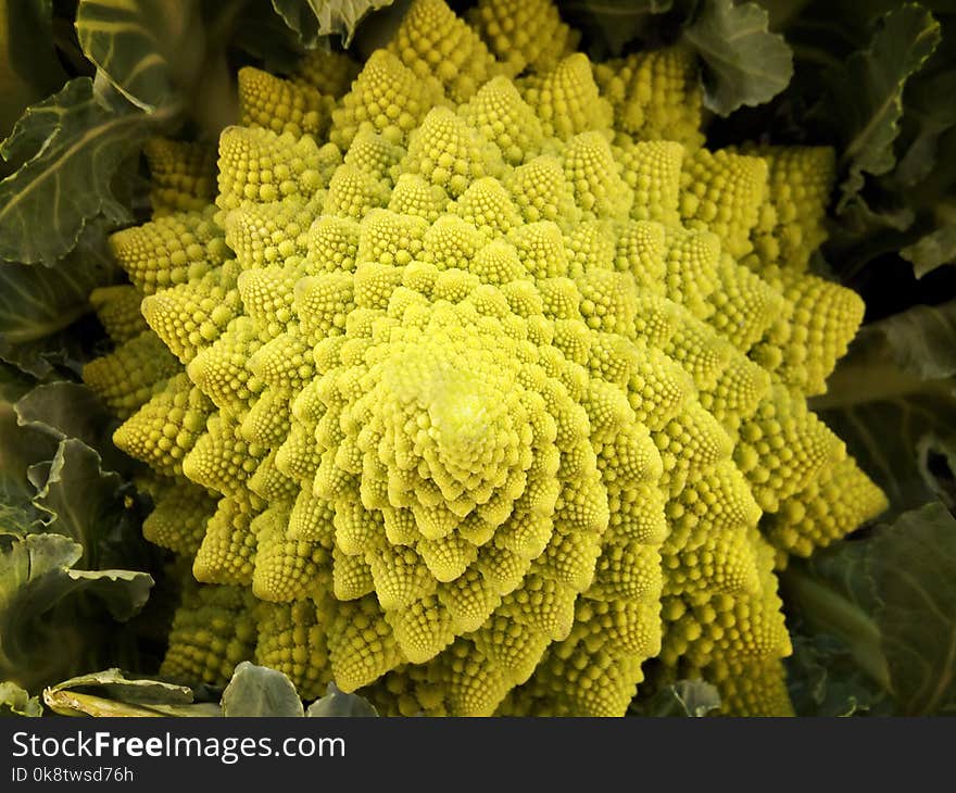 Yellow, Pollen, Broccoflower, Organism