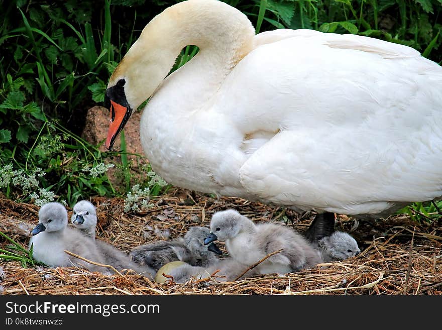 Bird, Water Bird, Swan, Ducks Geese And Swans