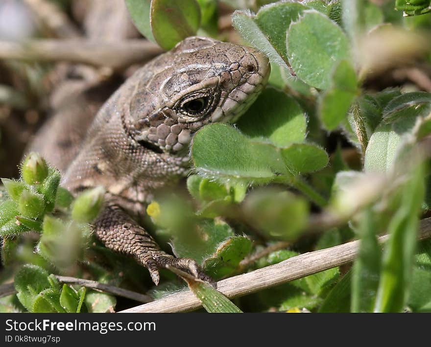 Reptile, Lacertidae, Lacerta, Lizard