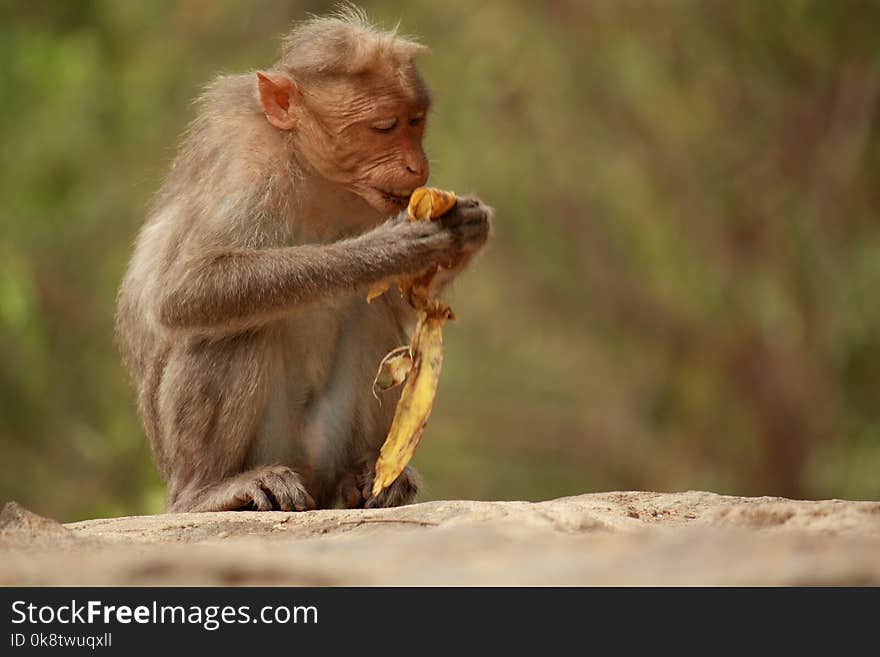 Macaque, Mammal, Fauna, Primate