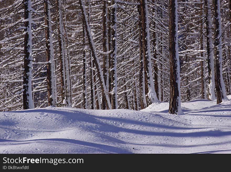 Snow, Winter, Nature, Tree