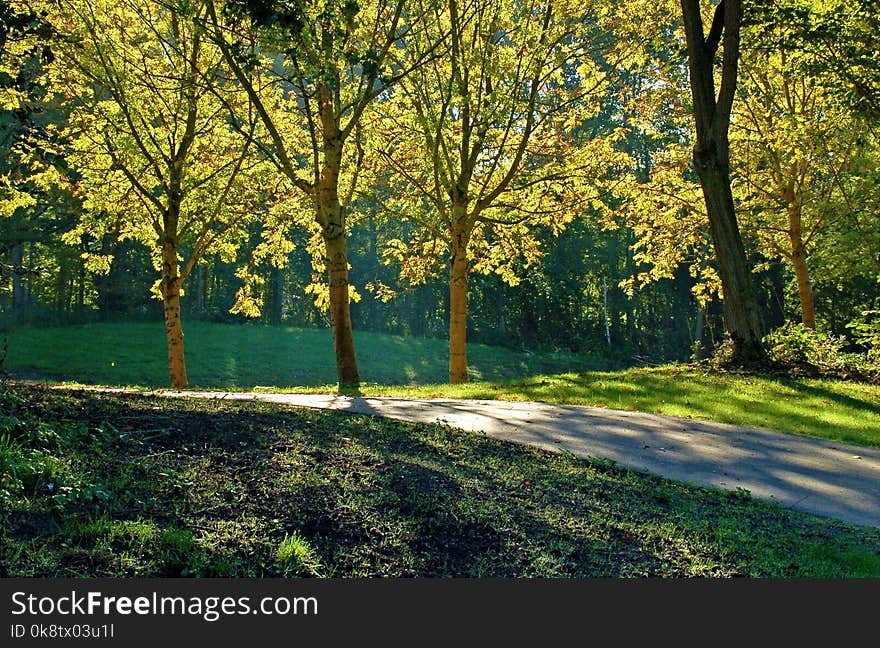 Nature, Leaf, Ecosystem, Tree