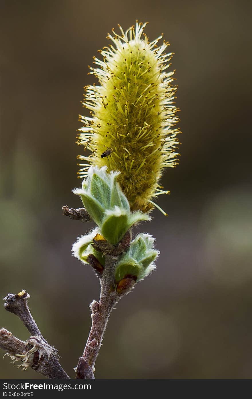 Flora, Vegetation, Plant, Spring