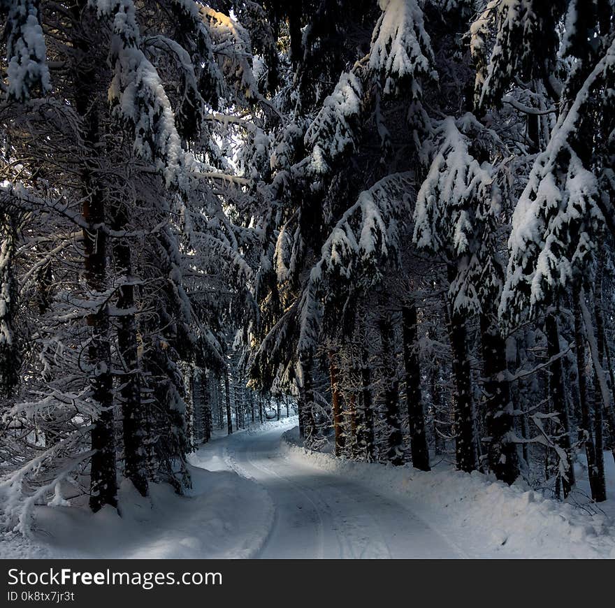 Winter, Snow, Nature, Tree