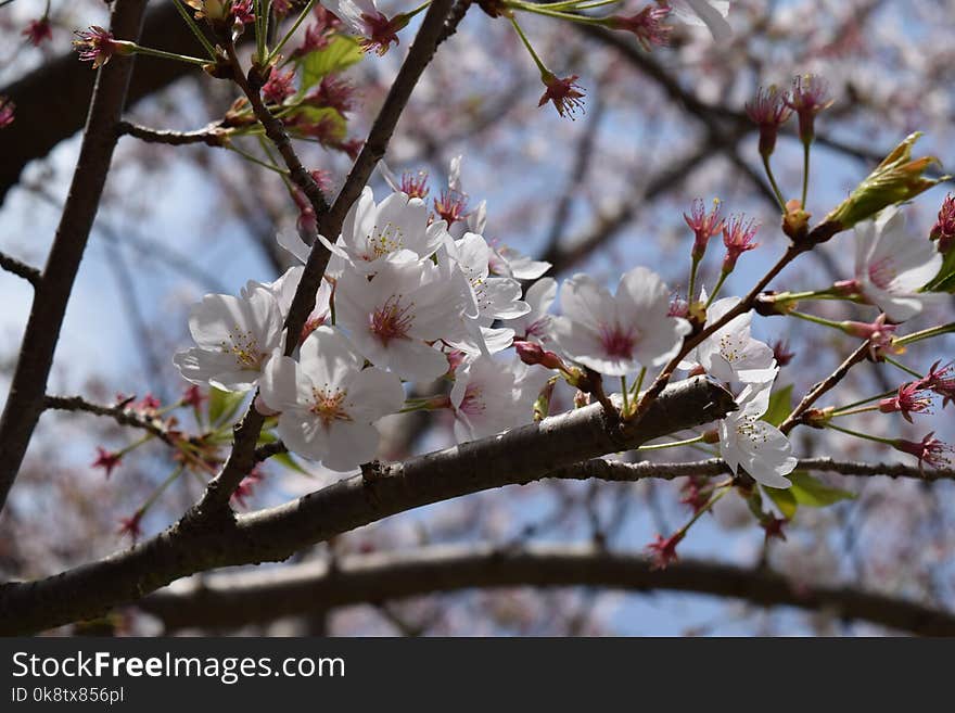 Blossom, Spring, Branch, Flower