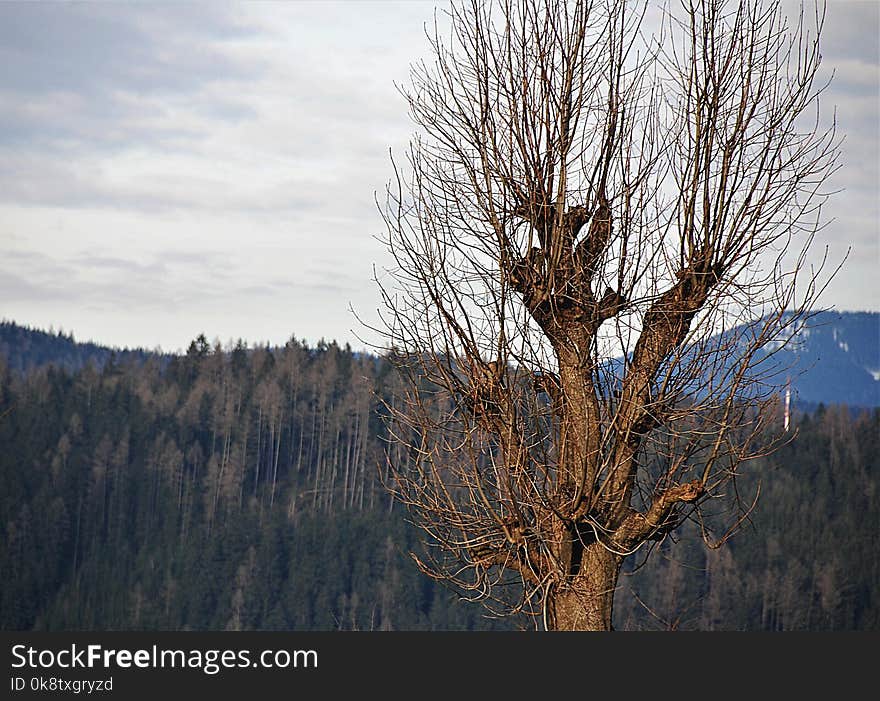 Tree, Sky, Woody Plant, Mountain