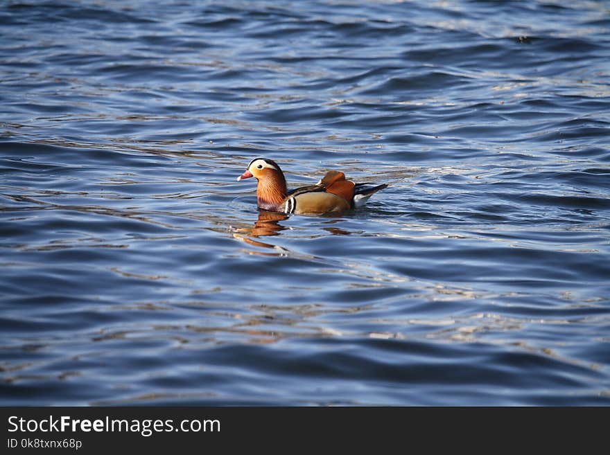 Water, Bird, Fauna, Duck