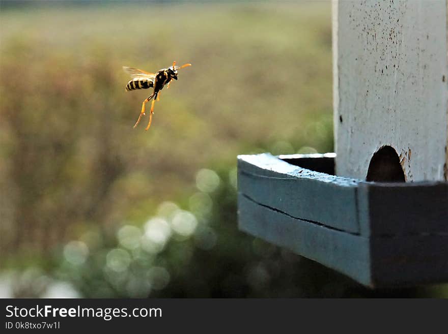 Bee, Insect, Fauna, Honey Bee