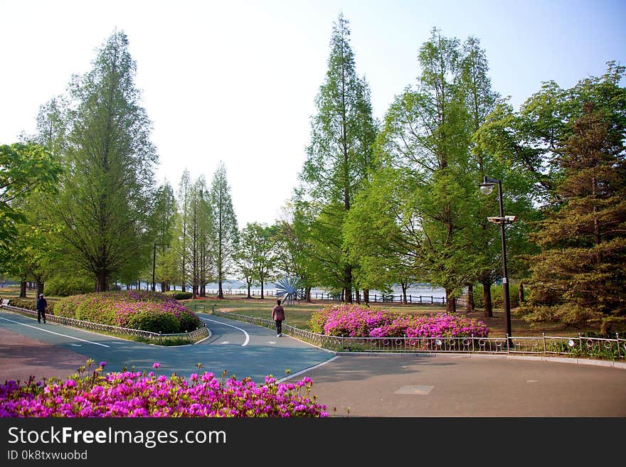 Nature, Tree, Plant, Leaf