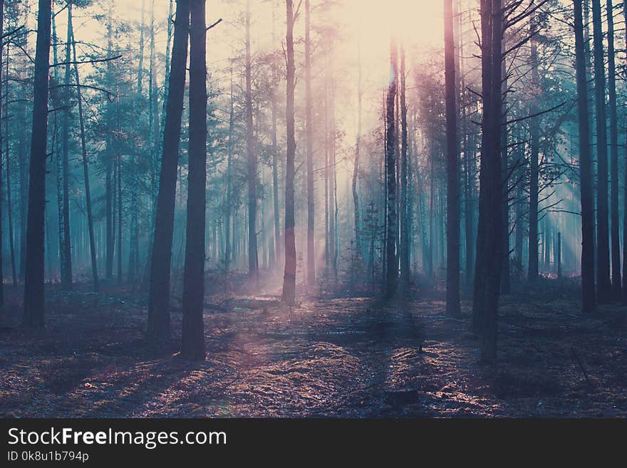 Halloween background. Dark forest with cold blue toning. Halloween scary forest.