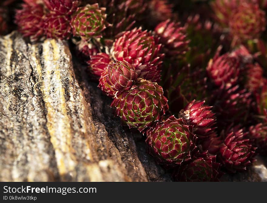 Details on a group of rock roses