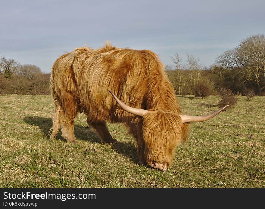 Grazing Highland cow wide angle portrait