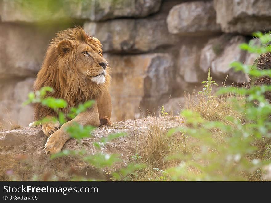 Portrait of an old lion living in captivity in a zoo. Portrait of an old lion living in captivity in a zoo.