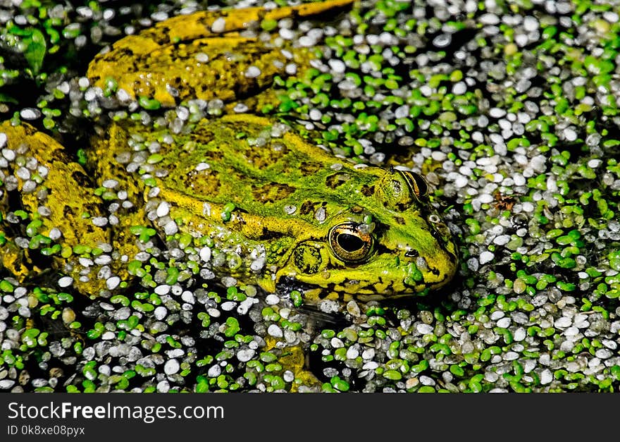 frog in the pond