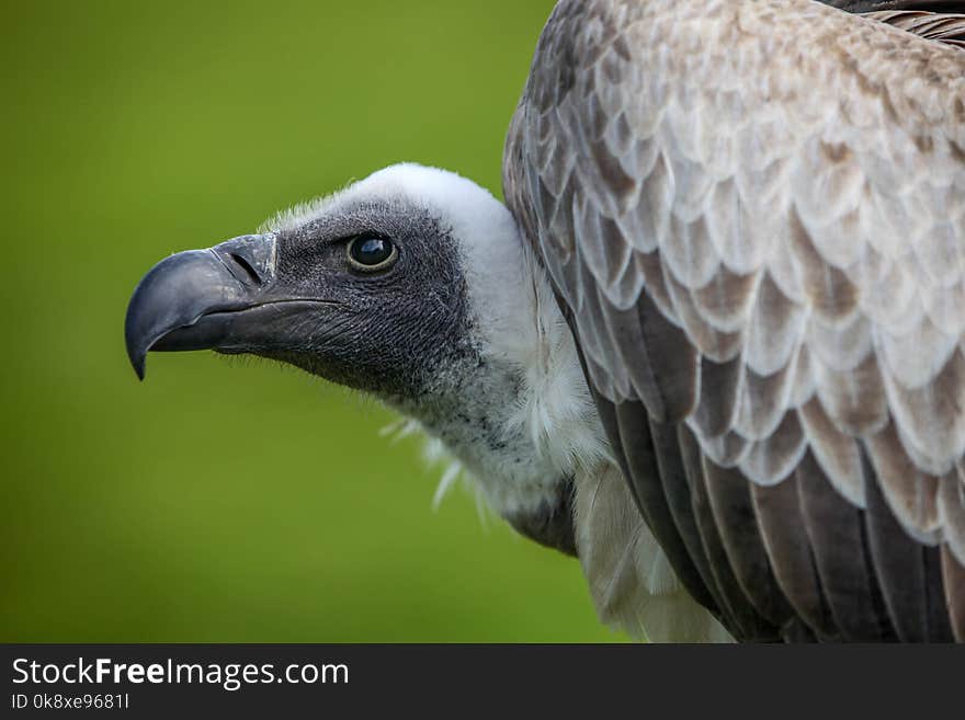 Portrait of a griffon vulture living in captivity.