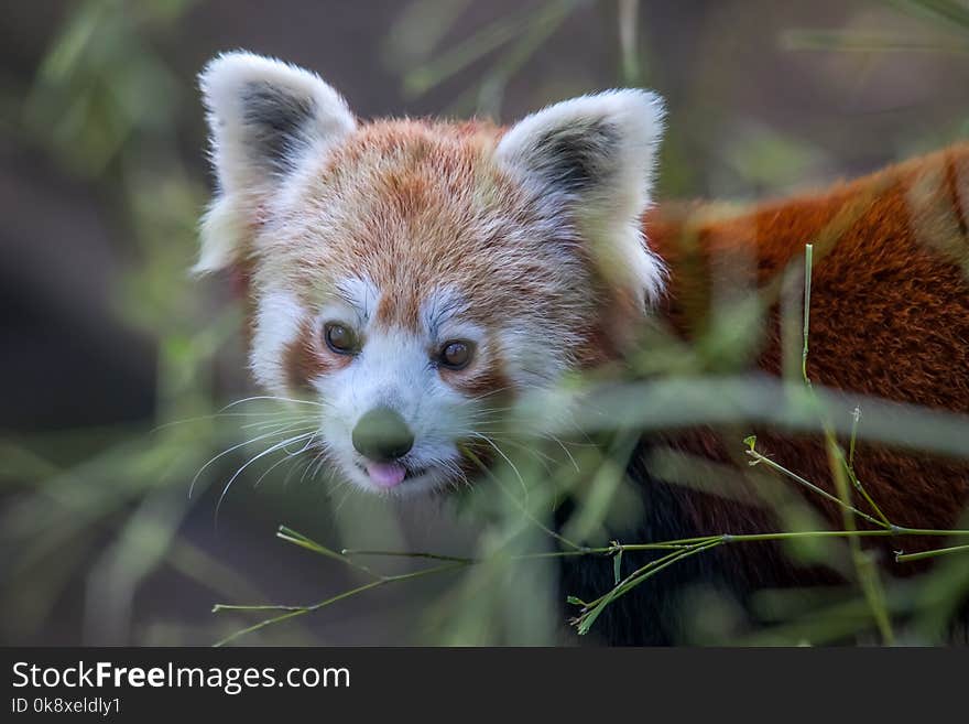 Cute red panda in a zoo