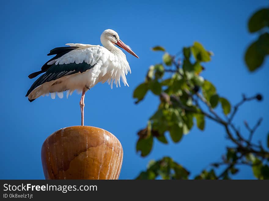 Stork standing around a zoo in total freedom. Stork standing around a zoo in total freedom.
