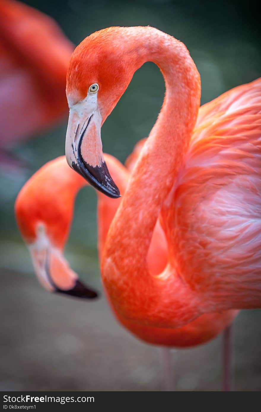 Portrait of flamingos living in captivity. Portrait of flamingos living in captivity.