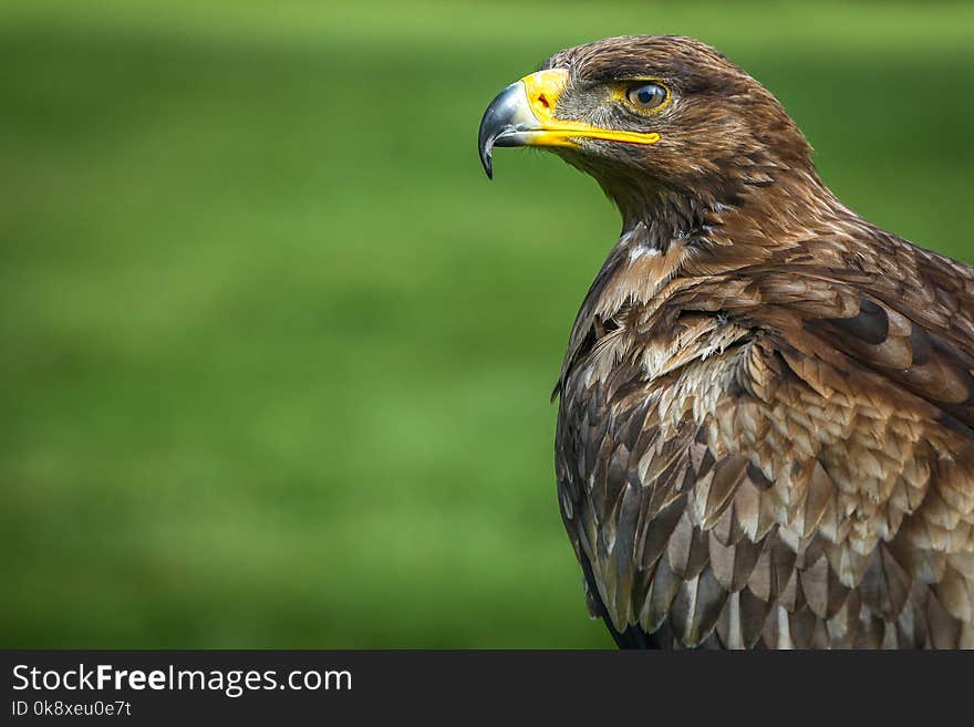 Portrait of a golden eagle living in captivity.